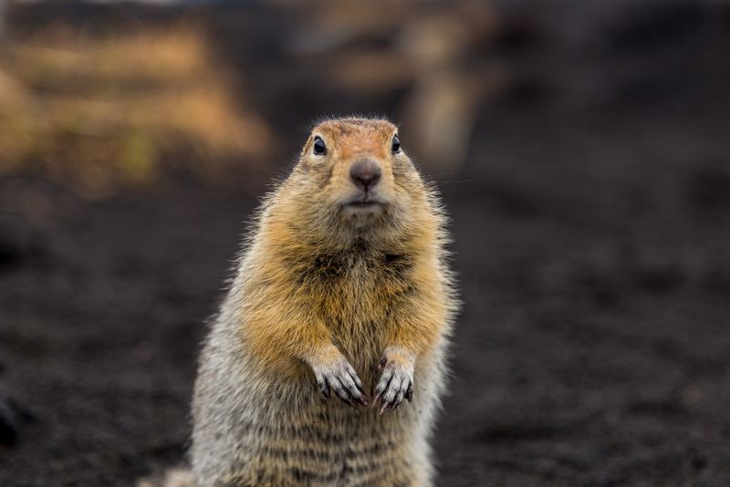 A charming gopher