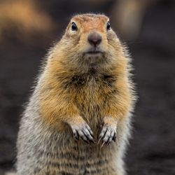 A charming gopher