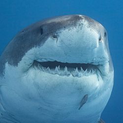 A great white shark swimming in the ocean minding its own business. 