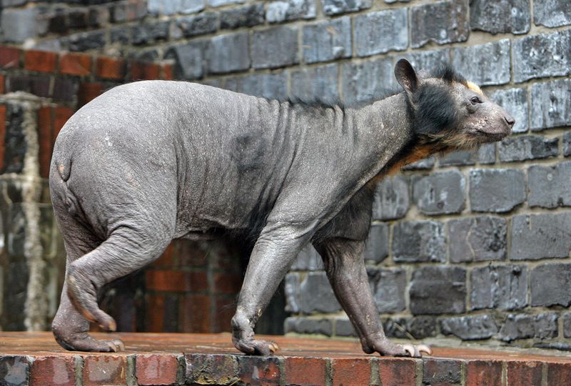 Hairless female spectacled bear, named Dolores, stands in her enclosure in the zoo in Leipzig, Germany, 03 November 2009. 