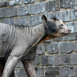Hairless female spectacled bear, named Dolores, stands in her enclosure in the zoo in Leipzig, Germany, 03 November 2009. 