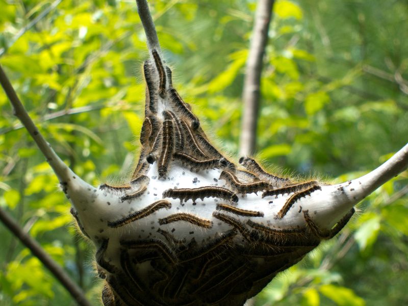 A close up photo of a brown-tail moth caterpillar nest. The thick webbing surrounds the point where three small branches extend in different directions. The branches have been stripped of leaves and there are dozens of caterpillars crawling through the nest. 