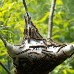 A close up photo of a brown-tail moth caterpillar nest. The thick webbing surrounds the point where three small branches extend in different directions. The branches have been stripped of leaves and there are dozens of caterpillars crawling through the nest. 