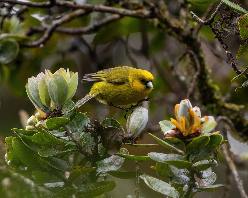 Small yellow bird on a branch with leaves and unopened flowers