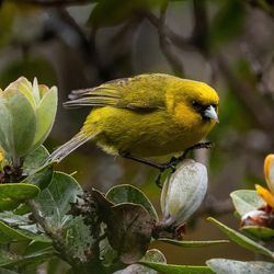 Small yellow bird on a branch with leaves and unopened flowers