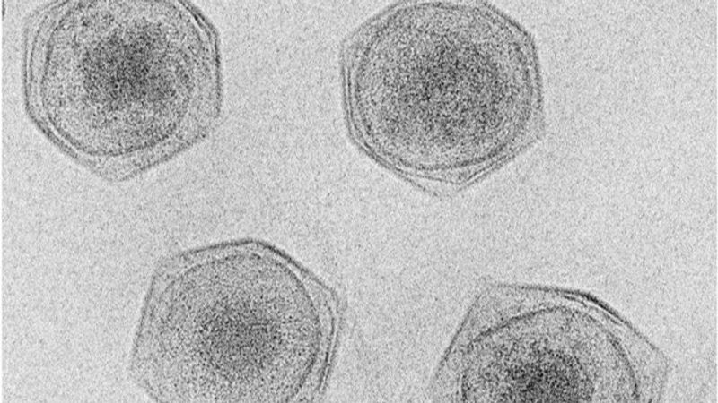 Cryo-electron micrograph of four CroV particles. They look like four hexagons with blobs contained within.