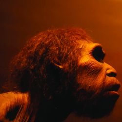 reconstruction of prehistoric hominin