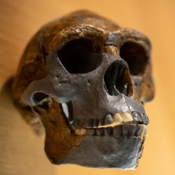 Homo erectus skull