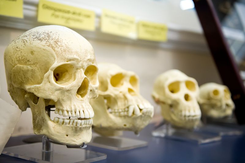 HHomo juluensis may be the latest relative added to the human family tree.