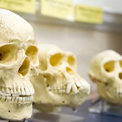 HHomo juluensis may be the latest relative added to the human family tree.