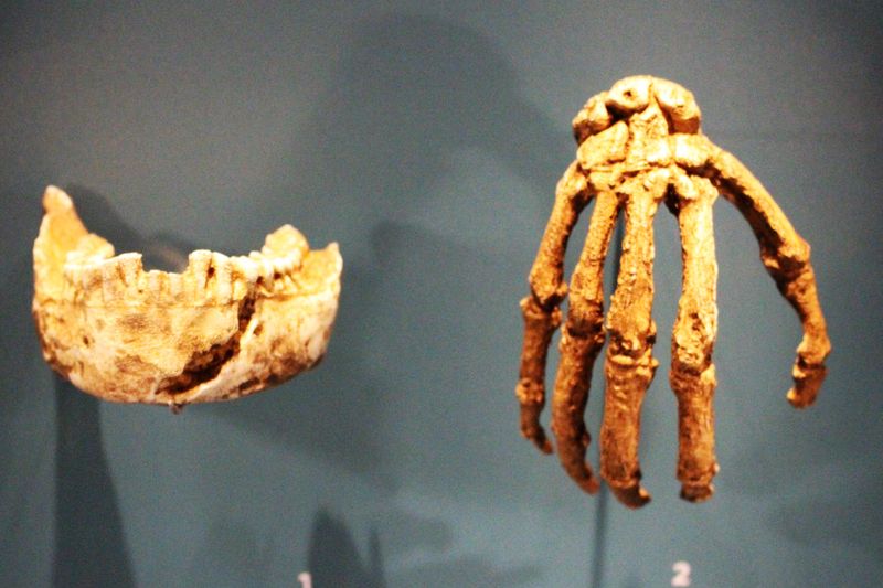 Jaw and hand of Homo naledi