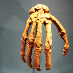 Jaw and hand of Homo naledi