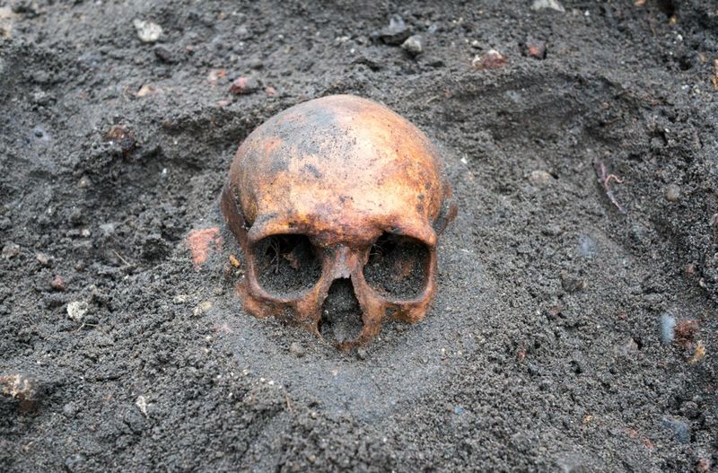 Human skull buried in the ground
