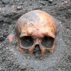 Human skull buried in the ground