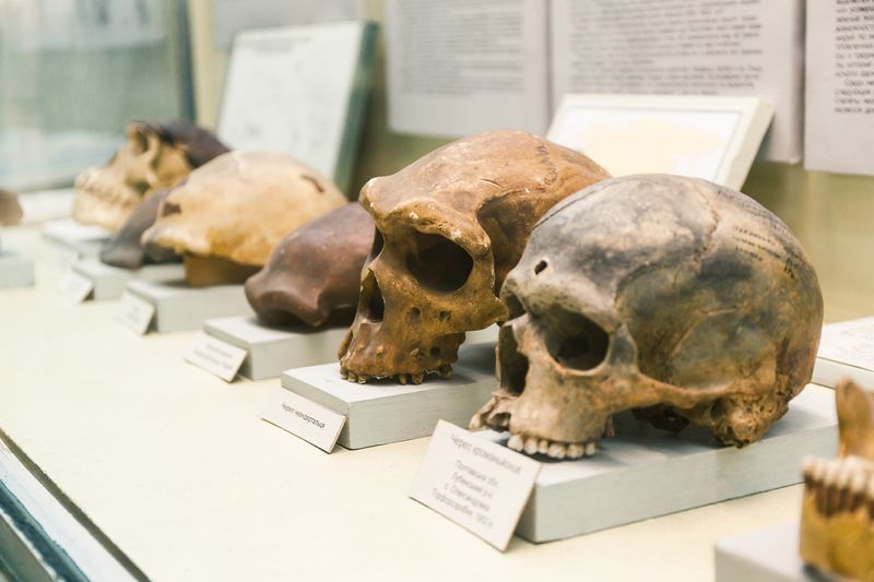 Skulls of extinct human species