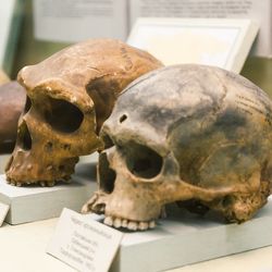Skulls of extinct human species