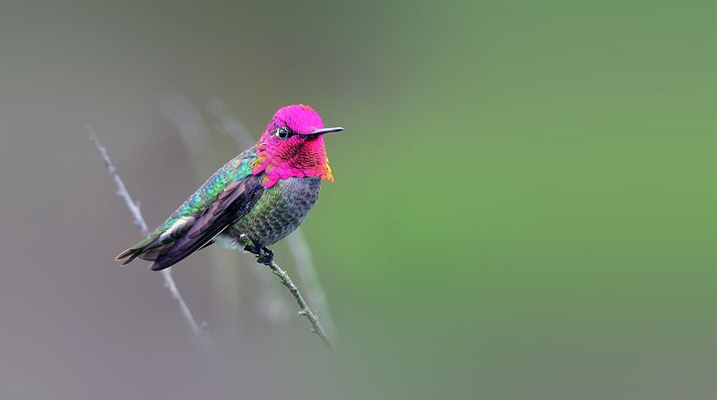 Beautiful male Anna's hummingbird with bright shiny pink head feathers and green shiny body.