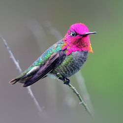 Beautiful male Anna's hummingbird with bright shiny pink head feathers and green shiny body.