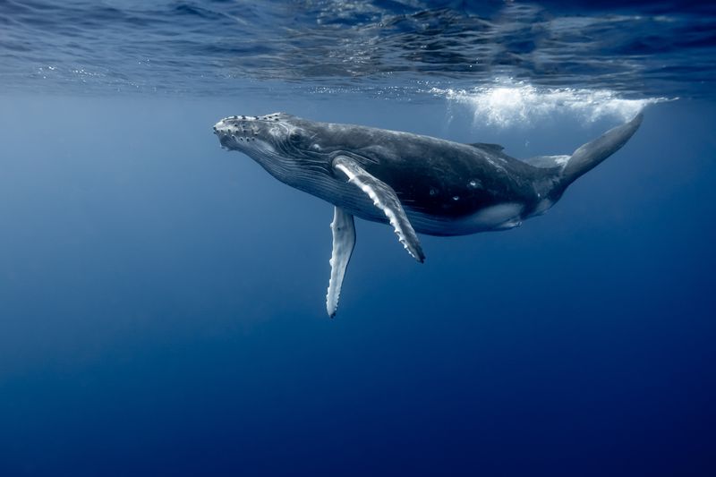 Humpback whale swimming underwater