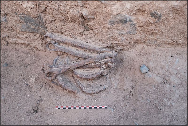 iron shackles found at the site