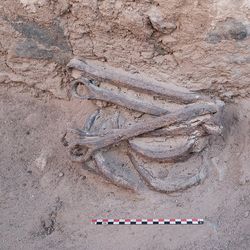 iron shackles found at the site