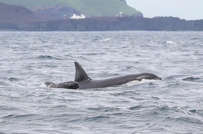 A long-finned pilot whale surfaces in echelon position next to a killer whale