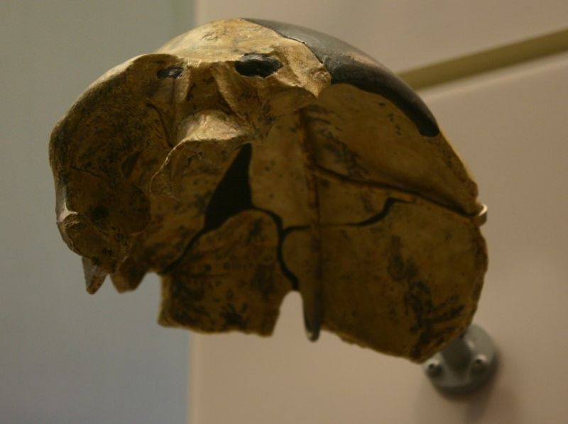 The skull known as Maba 1