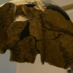 The skull known as Maba 1