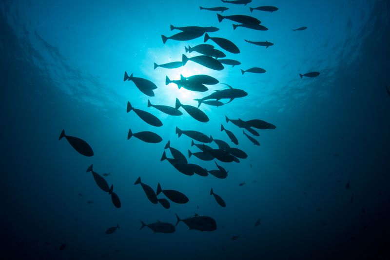 A school of fish swims through deep water in the tropical western Pacific.