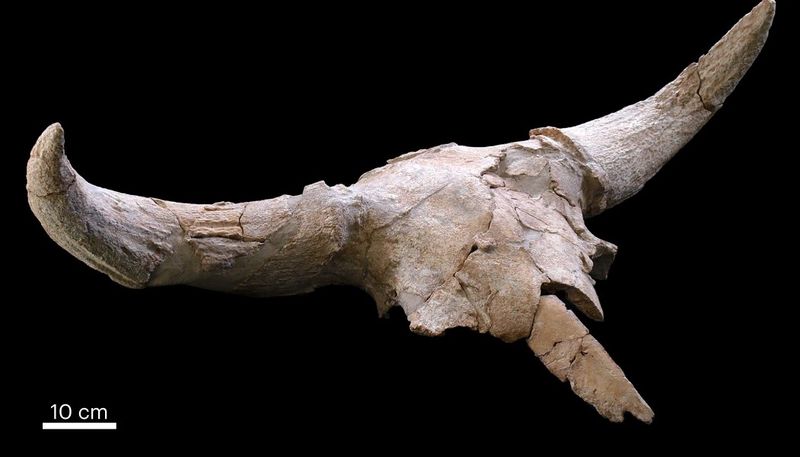 Bison skull from Neanderthal cave
