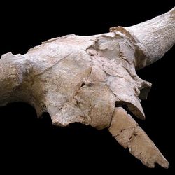 Bison skull from Neanderthal cave