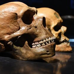 Neanderthal vs human skull 