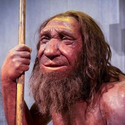Waxwork impression of an older Neanderthal man; long brown hair and beard, with some grey in it, a wrinkled face
