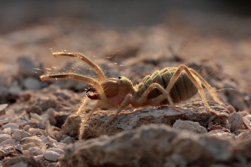 Large yellowish invertebrate on a rocky surface. Side onto the camera with two front legs raise, the body looks hairy with large darker colored mouthparts.