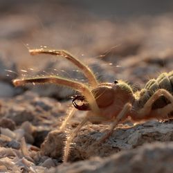 Large yellowish invertebrate on a rocky surface. Side onto the camera with two front legs raise, the body looks hairy with large darker colored mouthparts.
