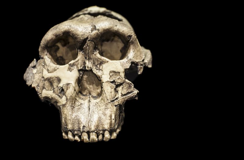 Skull of Paranthropus boisei