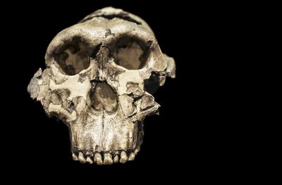Skull of Paranthropus boisei