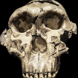 Skull of Paranthropus boisei