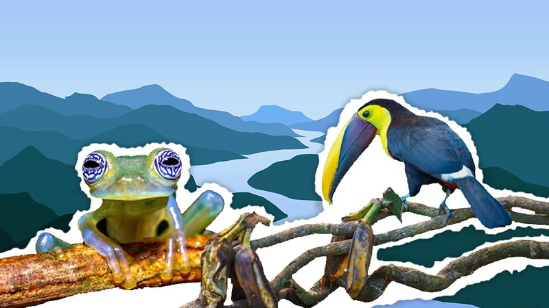 A frog, toucan and river 