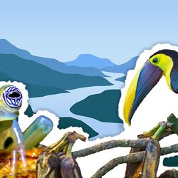 A frog, toucan and river 