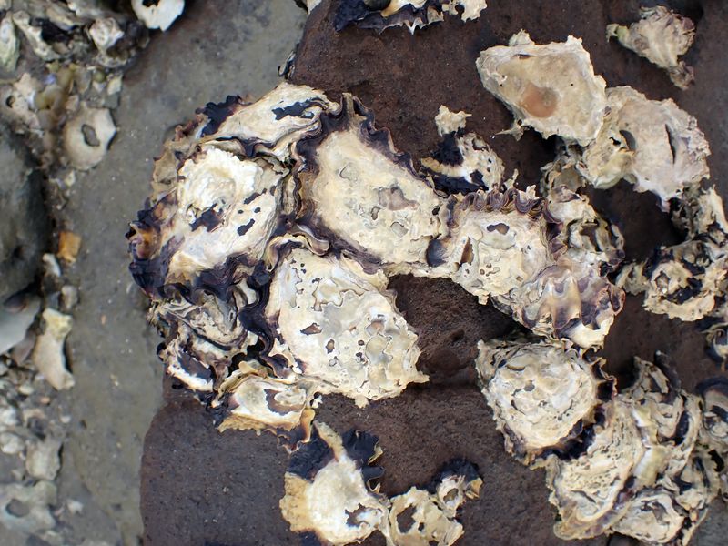 Photograph of sydney rock oysters