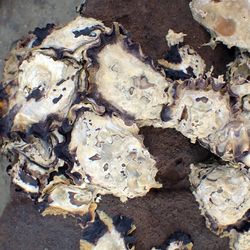 Photograph of sydney rock oysters