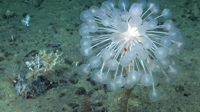 “ping pong” sponge (Chondrocladia sp.). Known for its spherical, spiny appendages, this carnivorous sponge uses hook-like structures to trap prey.