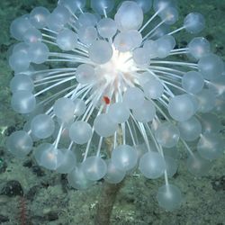 “ping pong” sponge (Chondrocladia sp.). Known for its spherical, spiny appendages, this carnivorous sponge uses hook-like structures to trap prey.
