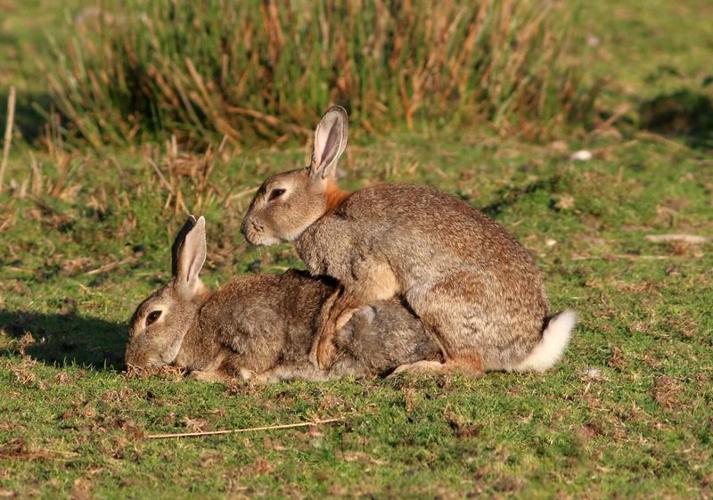 A picture of brown wild rabbits mating