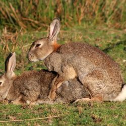 A picture of brown wild rabbits mating