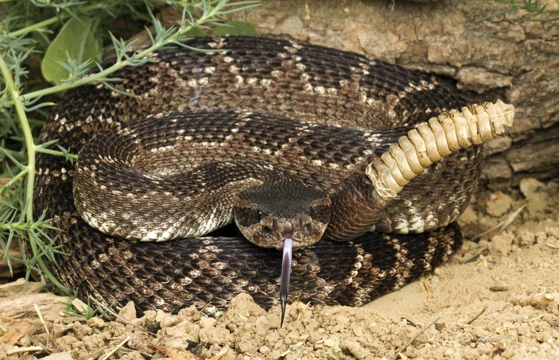 Southern Pacific Rattlesnake (Crotalus viridis helleri) with tongue out looking directly at the camera.