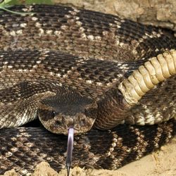 Southern Pacific Rattlesnake (Crotalus viridis helleri) with tongue out looking directly at the camera.