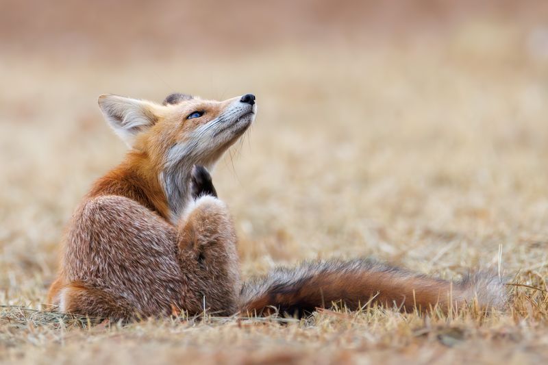 A close up photo of a red fox sitting in a dry grass field. The fox is on profile facing the right and is scratching its chin with its hind leg.