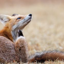 A close up photo of a red fox sitting in a dry grass field. The fox is on profile facing the right and is scratching its chin with its hind leg.